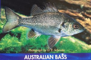 Australian Bass