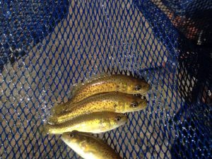 Cod Fingerlings Hanwood Fish Hatchery