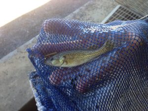 Cod Fingerlings Hanwood Fish Hatchery-