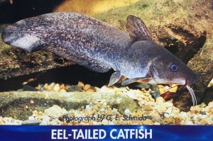 Eel Tailed Catfish Hanwood Fish Hatchery-min